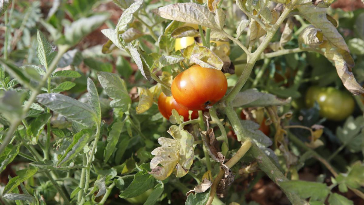 Tomaten: Bestandteil des traditionellen mallorquinischen Sommersalats