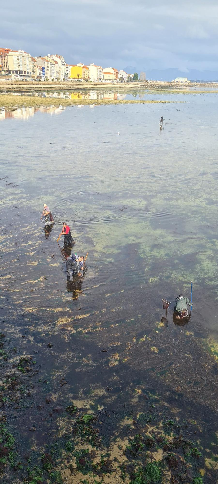 La pesca artesanal del chopo subsiste bajo el puente de A Toxa