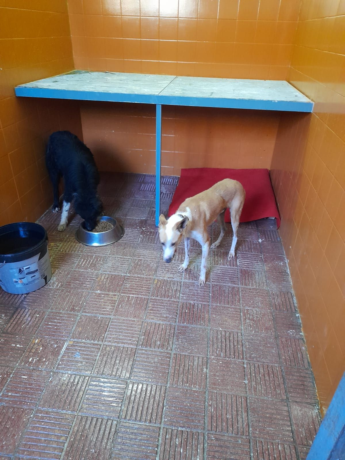 Reapertura del Refugio Municipal de Animales de Tacoronte