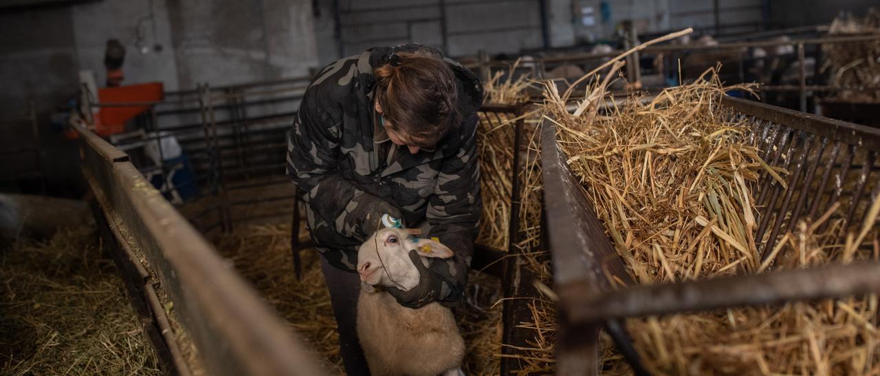 Una ganadera de ovino de Zamora trata a uno de los animales de su explotación.