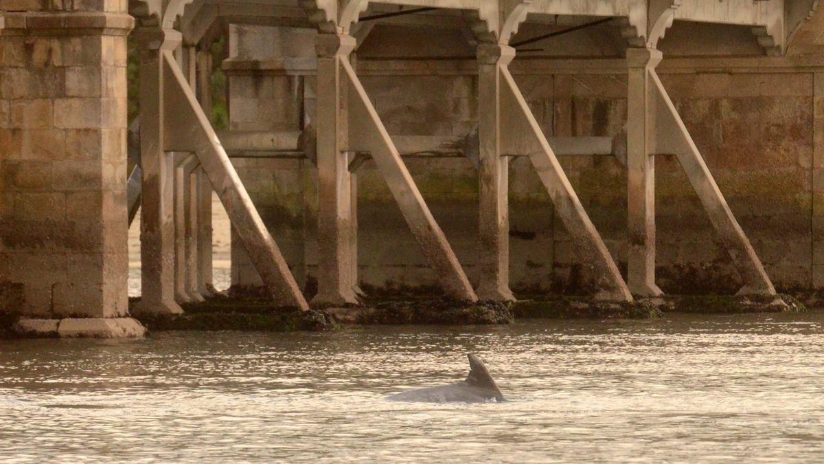 Complicado y arriesgado rescate de los delfines de A Toxa