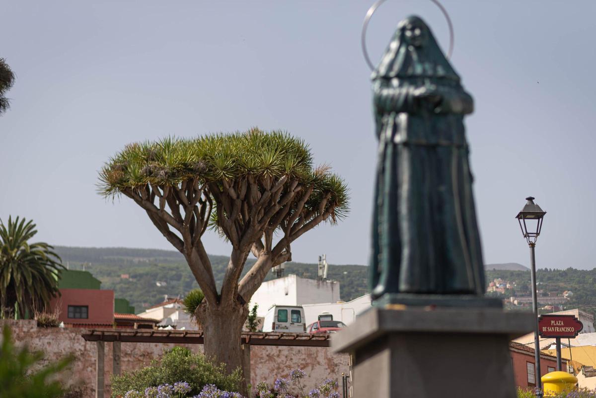 Vistas hacia el drago de la Plaza de San Francisco