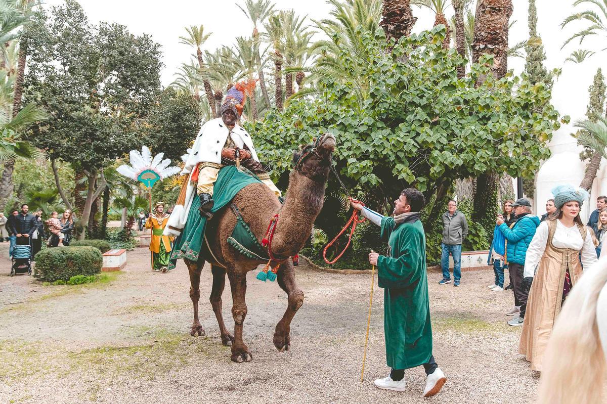 Los Reyes Magos llegan en dromedario a Elche