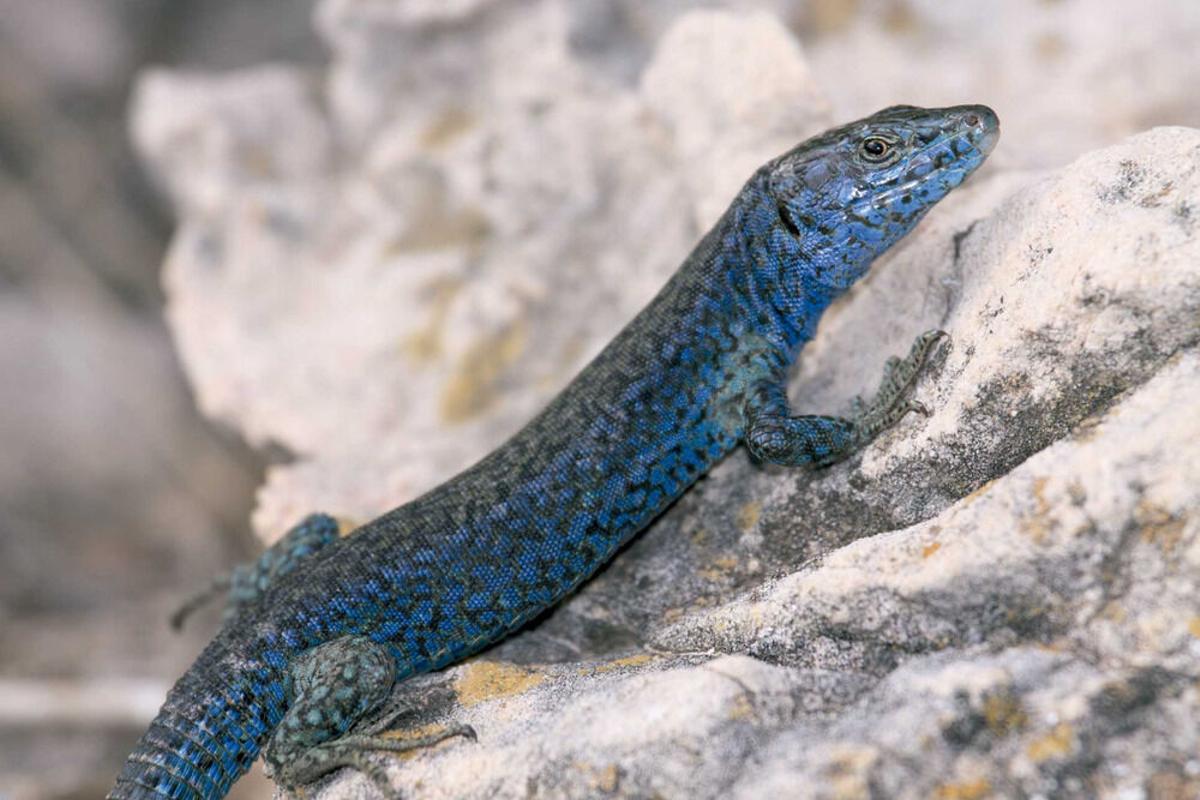Un ejemplar de ‘sargantana’ de Formentera. El Govern y el Zoo de Barcelona amplían el proyecto de conservación de la lagartija pitiusa