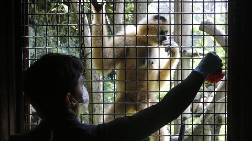 Detenido un ladrón que se dejó la cartera en el zoológico