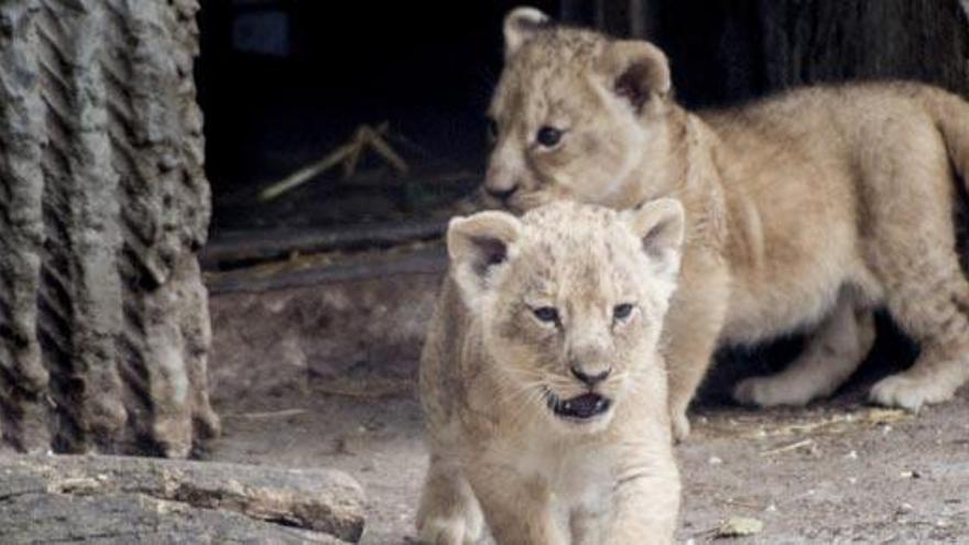 Imagen de dos cachorros de león en el zoo de Copenhague.