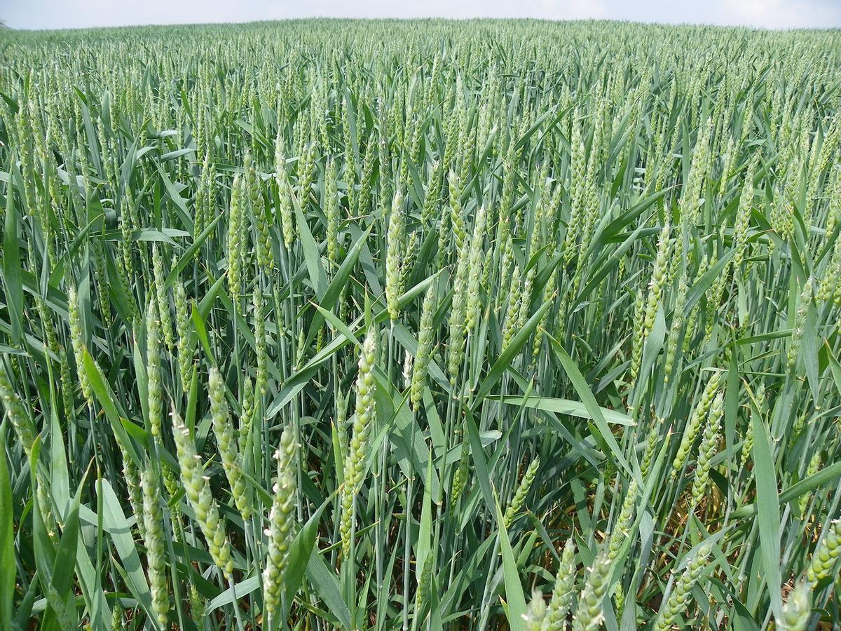 Alertan del riesgo para la salud humana del clormequat, empleado en cereales