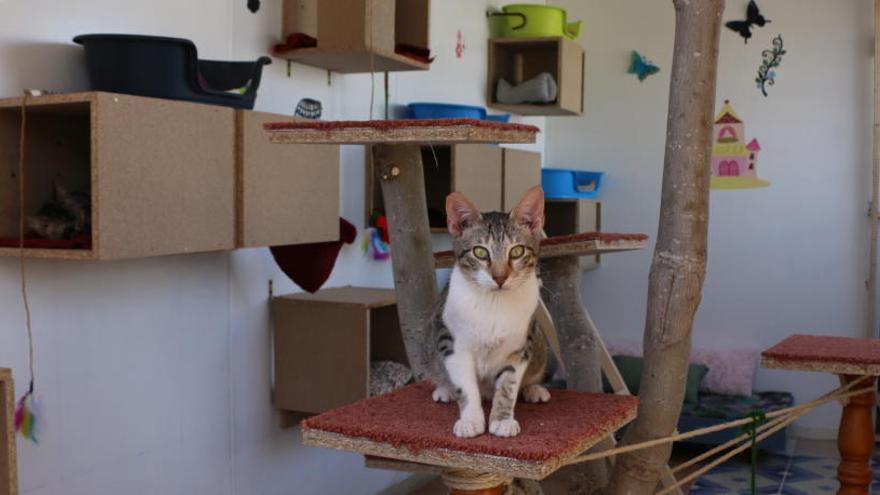 Imagen del albergue de animales en la zona acotada para gatos