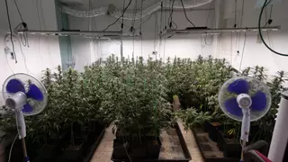 La Guardia Urbana desamantela una plantación de marihuana en Badalona