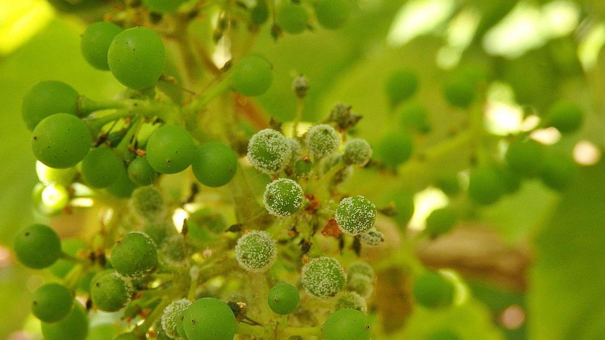 Un racimo afectado por la incipiente enfermedad en una finca experimental