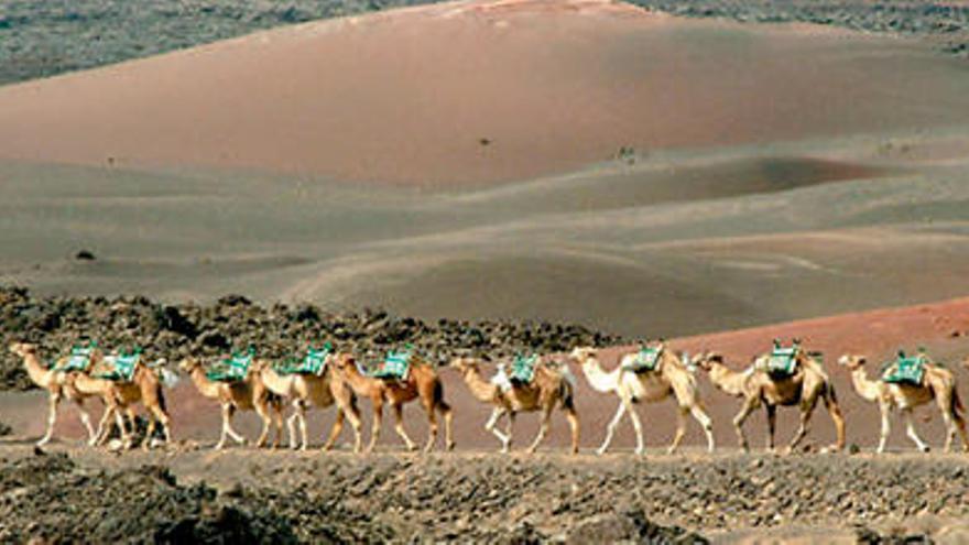 Fila de dromedarios en dirección hacia las Montañas del Fuego en el Parque Nacional de Timanfaya.