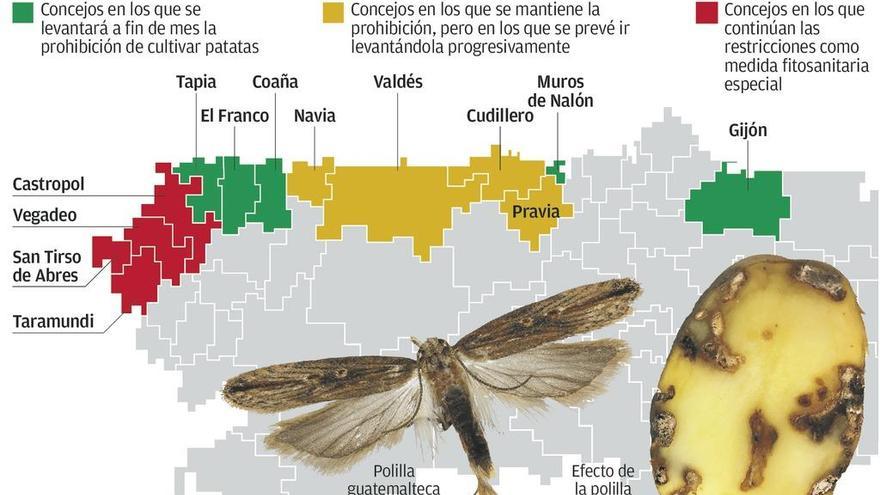 El cultivo de patatas vuelve a permitirse en Tapia, Gijón, Muros, El Franco y Coaña