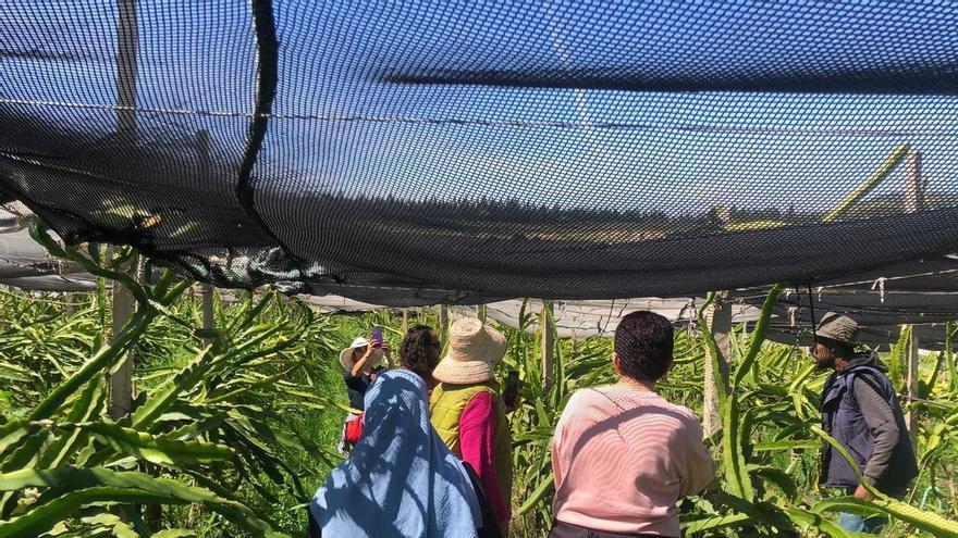 El campo balear mira a Túnez para aprender a sobrevivir al cambio climático