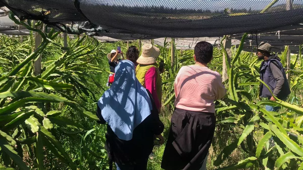 El campo balear mira a Túnez para aprender a sobrevivir al cambio climático