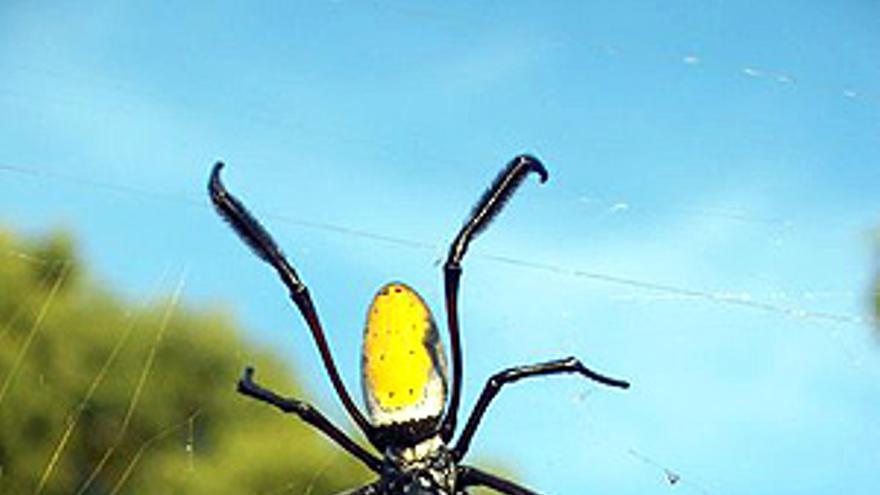 Descubierta una nueva especie de araña gigante que teje grandes telares dorados