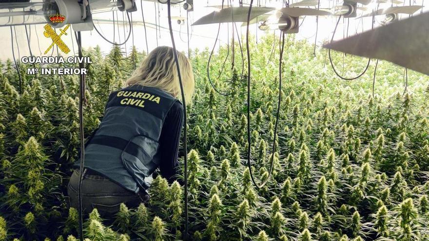 Sorprendidos en un invernadero clandestino de Totana con 458 plantas de marihuana cultivadas