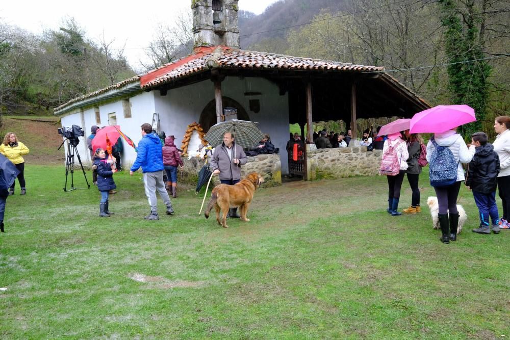 Romería de La Flor en Lena