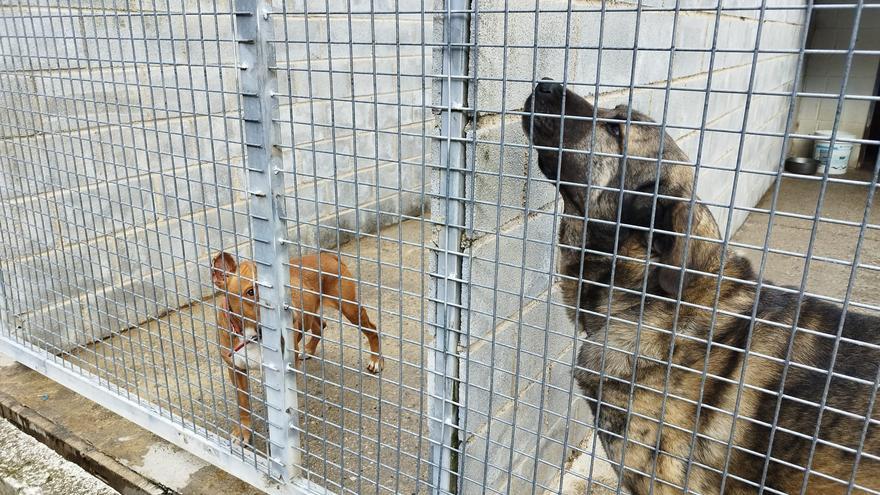 El juez da la razón a cinco voluntarios expulsados del albergue de animales de Langreo