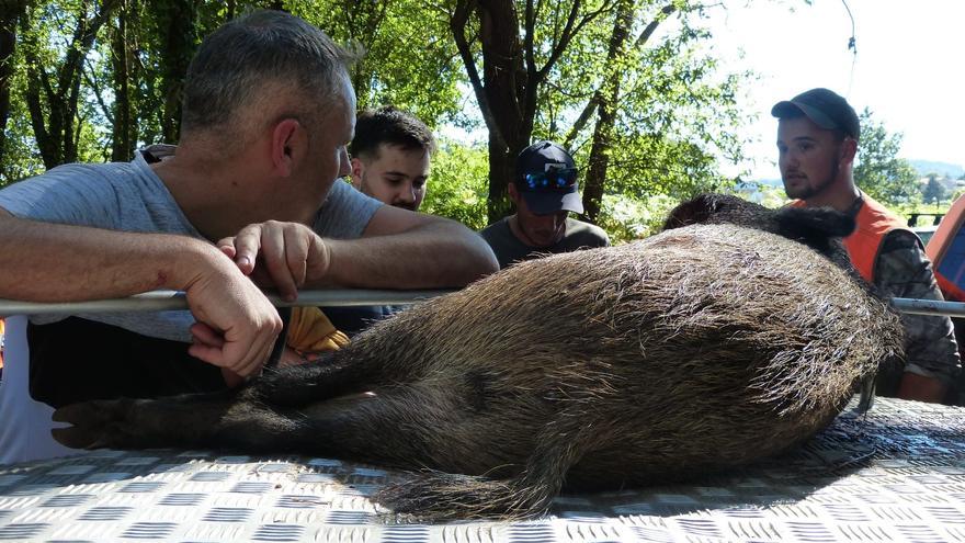 Así fue el primer finde para los cazadores de jabalí