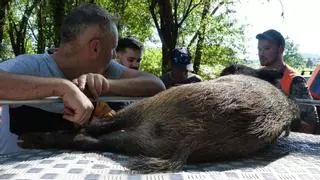 Galicia abre una ofensiva contra el jabalí para reducir su población: caza sin límite de ejemplares