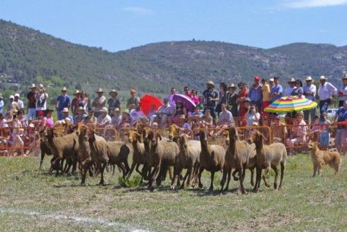 La Valleta de Agres ha sido un año más el escenario del Concurs de Gossos de Ramat