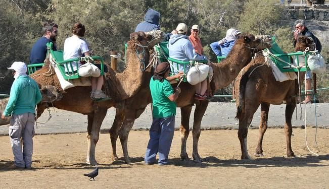 CAMELLOS DUNAS MASPALOMAS