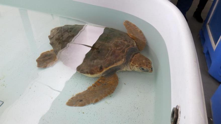 Una tortuga marina en fase de recuperació.