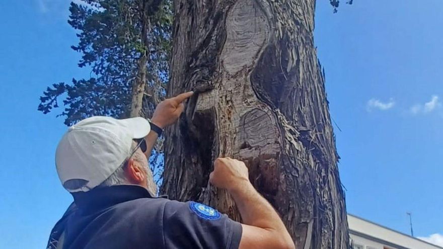 Un estudio permitirá conocer el estado de los árboles, palmeras y dragos de La Orotava