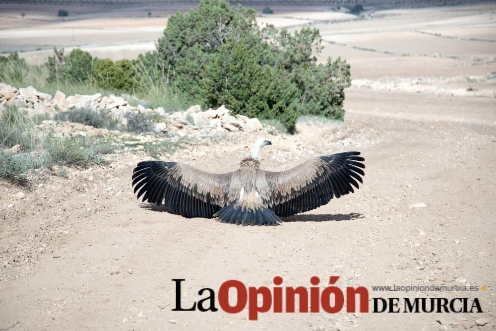 Liberan un Buitre Leonado en la Sierra de Mojantes