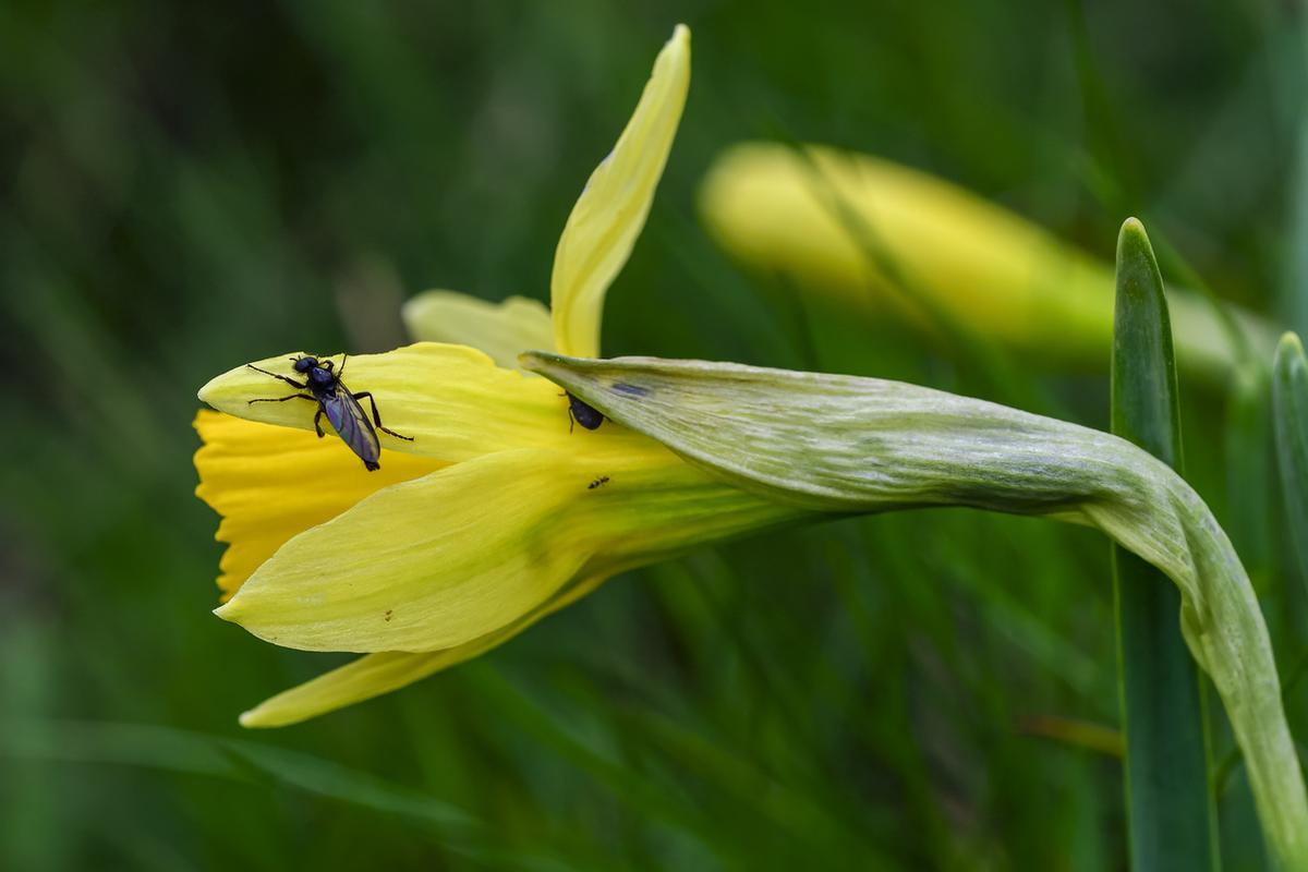 Narcissus nevadensis de Sierra Nevada.