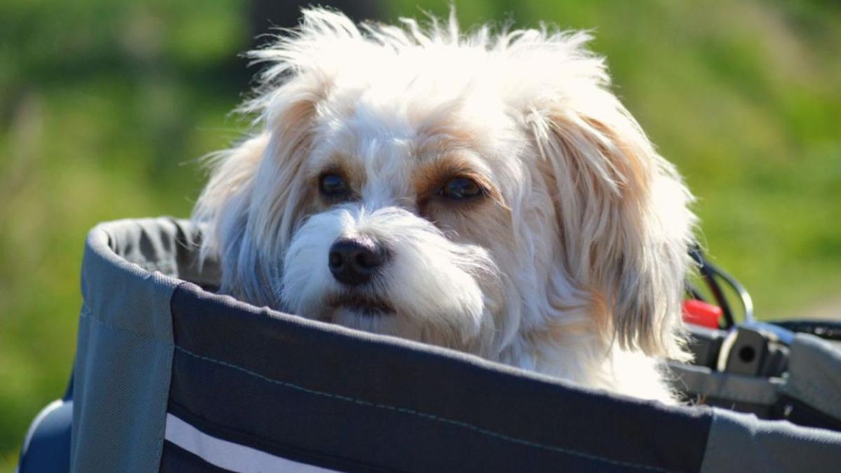 Un perro sentado dentro de su transportin.