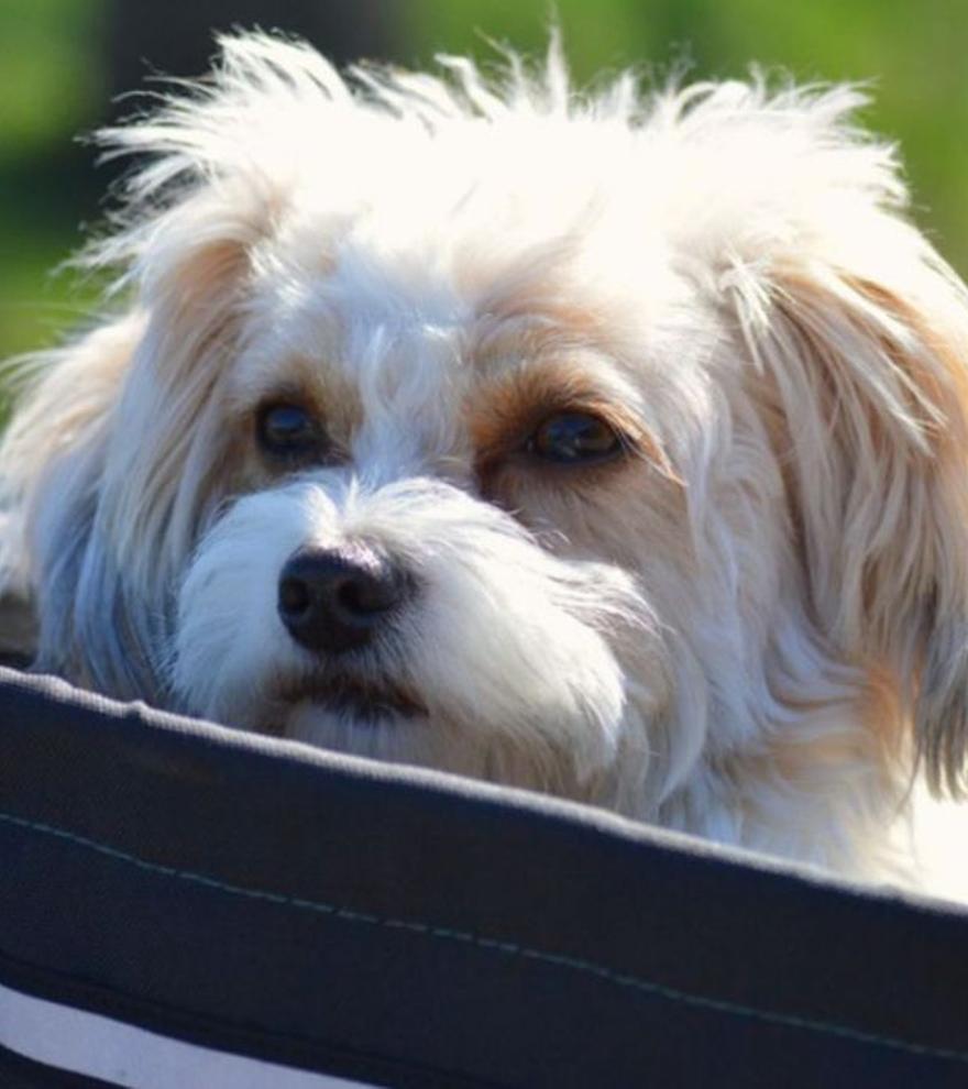 ¿Tu perro odia el transportín? Así puedes lograr que lo vea como su refugio seguro