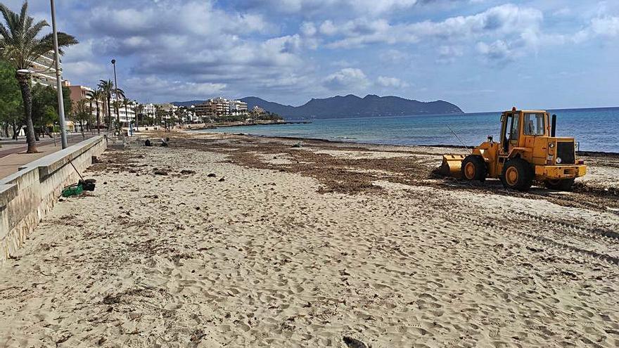 Retirada de restos de posidonia en la playa de Cala Millor. | BIEL CAPÓ