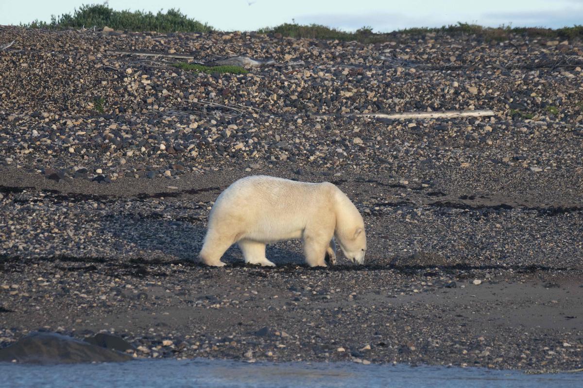 Así viven los osos polares en Hudson Bay, cerca de Churchill (Canadá).