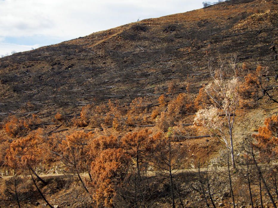 Hace cinco años, un gran incendio afectaba a 8.000 hectáreas de los municipios de Coín, Alhaurín el Grande, Mijas, Marbella, Ojén y Monda. Hoy se trabaja en recuperar las zonas afectadas.