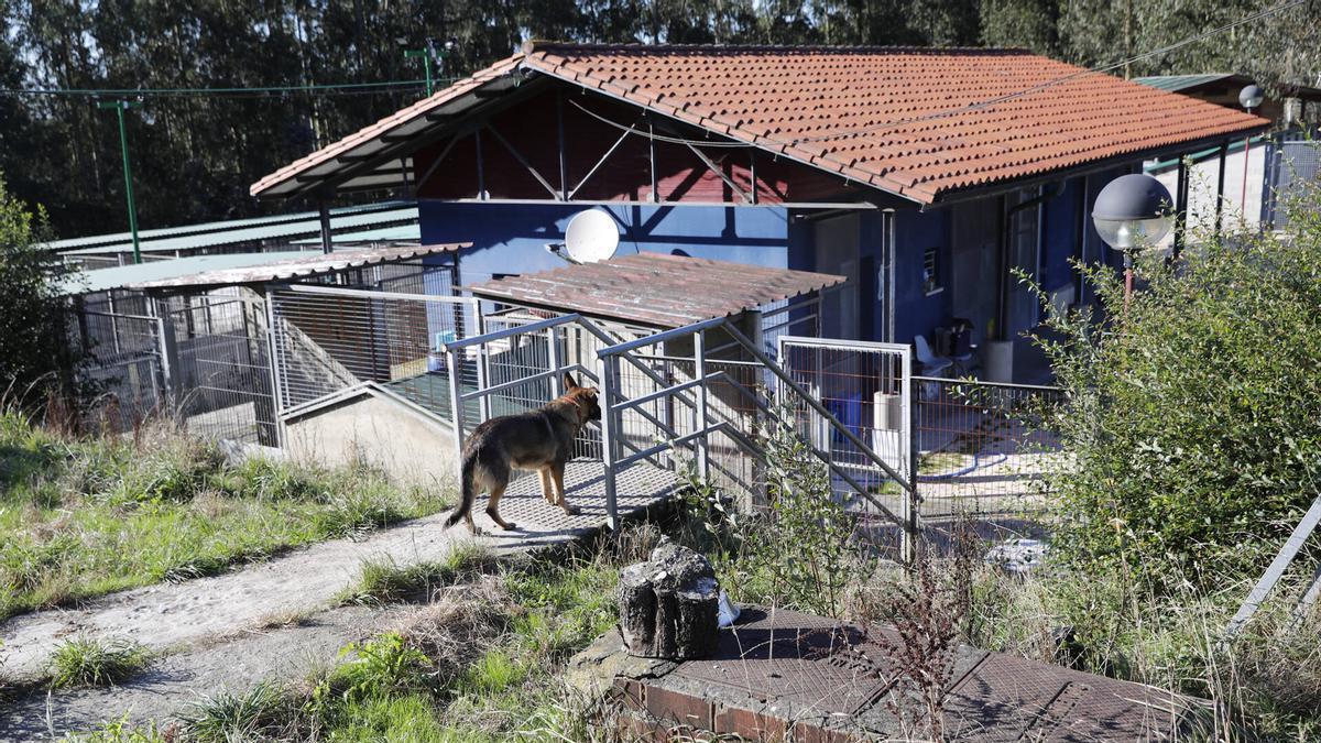Un perro en una de las áreas del albergue de animales de Serín.