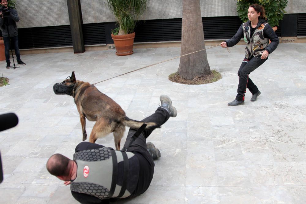 Exhibición canina en la Asamblea regional