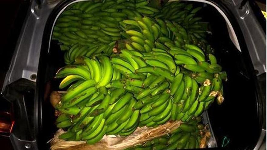 Desarticulan en Tenerife a una banda dedicada al robo de productos agrícolas