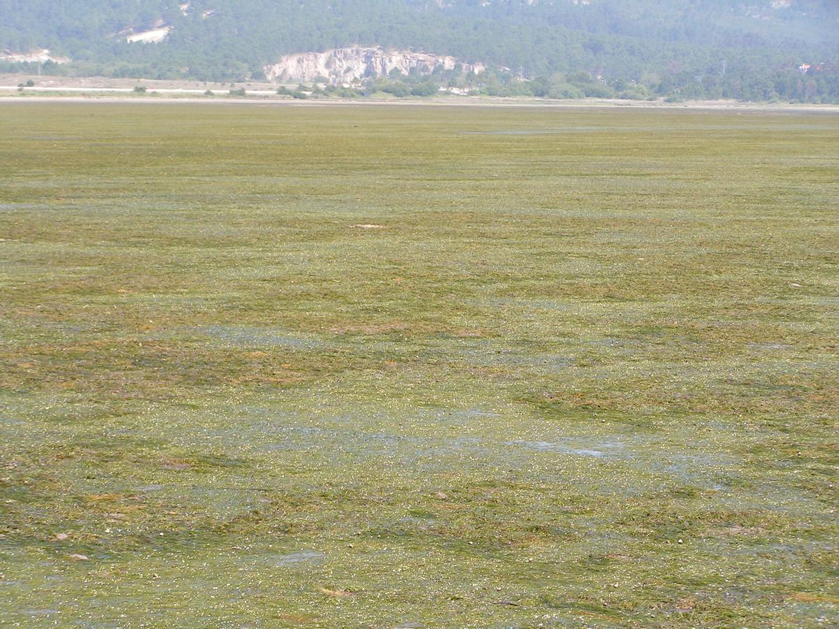 Pradera intermareal de 'Zostera noltii' en la ensenada de O Grove, Pontevedra