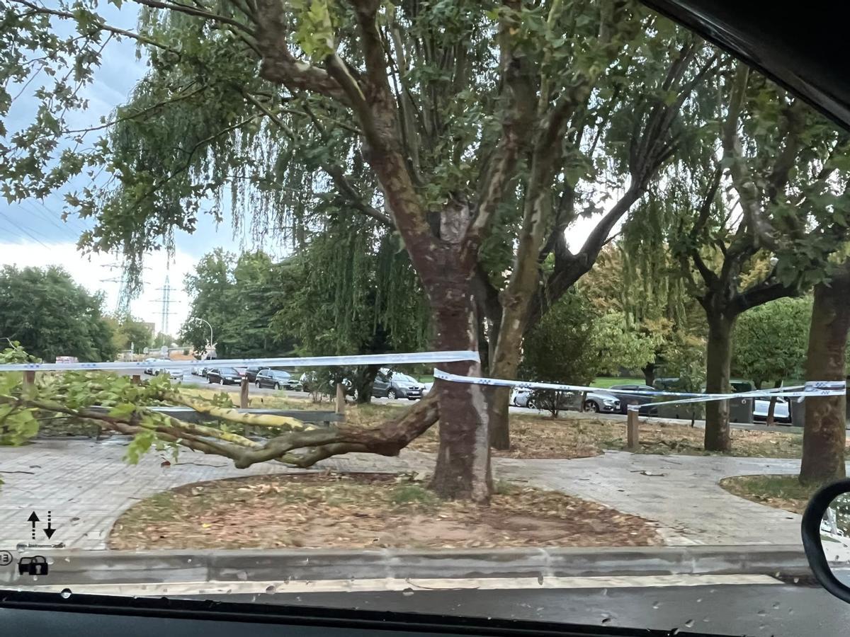 Un arbre caigut pel temporal a Manresa
