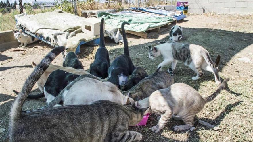 Las Jornadas Felinas Andaluzas analizan la realidad de las colonias de gatos