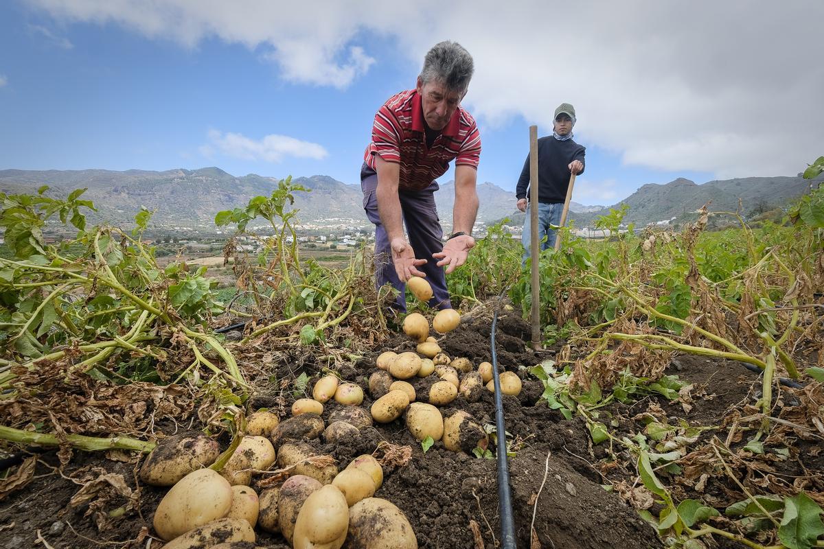 Fincas de papas y piñas en Valsequillo