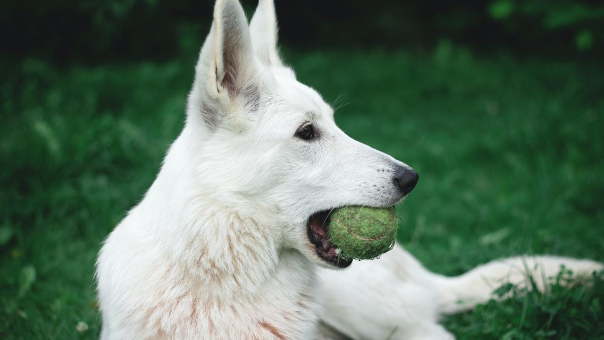 Los perros muchas veces rompen las pelotas de tenis y los trozos pueden obstruir las vías respiratorias.