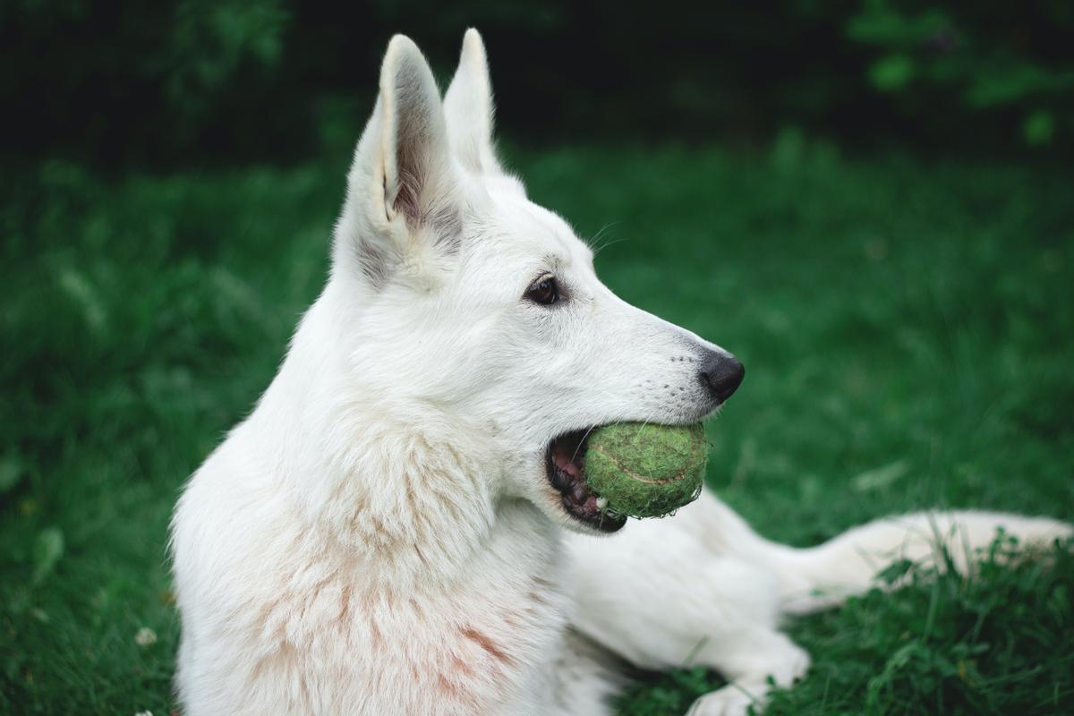 Los perros muchas veces rompen las pelotas de tenis y los trozos pueden obstruir las vías respiratorias.