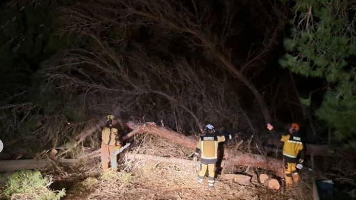 El viento tiró numerosos árboles en la isla
