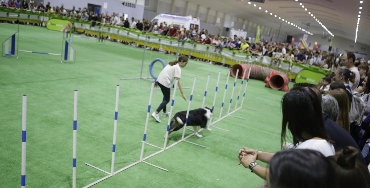 Casi 1700 perros participarán en las competiciones nacionales e internacionales que acoge