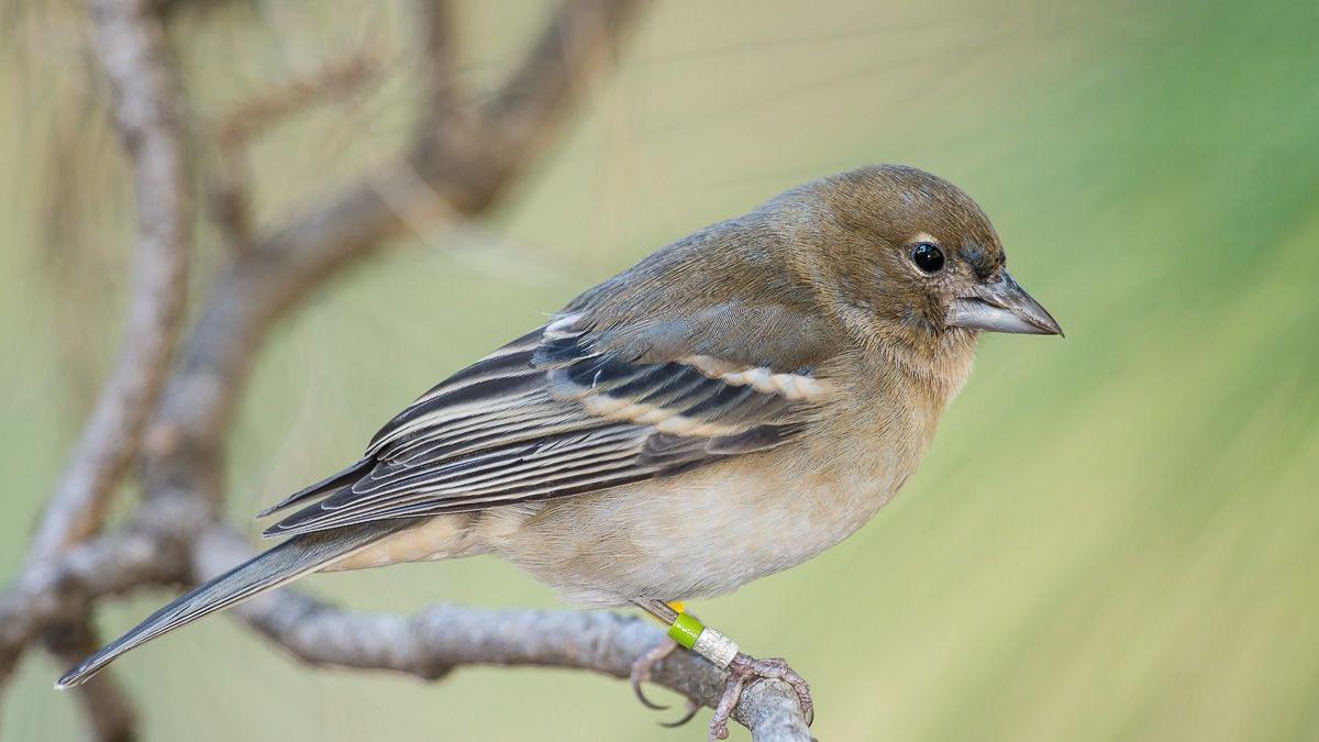 Ejemplar hembra del pinzón azul de Gran Canaria