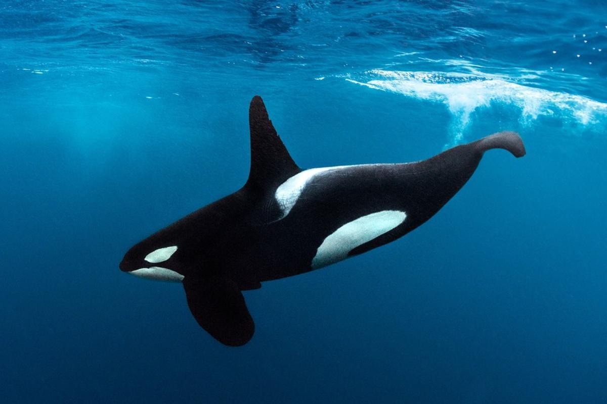 Las orcas nunca han incluido a los humanos en su dieta