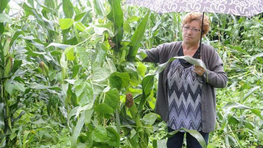 Un campo plantado con maíz en la comarca de O Salnés. // Noé Parga