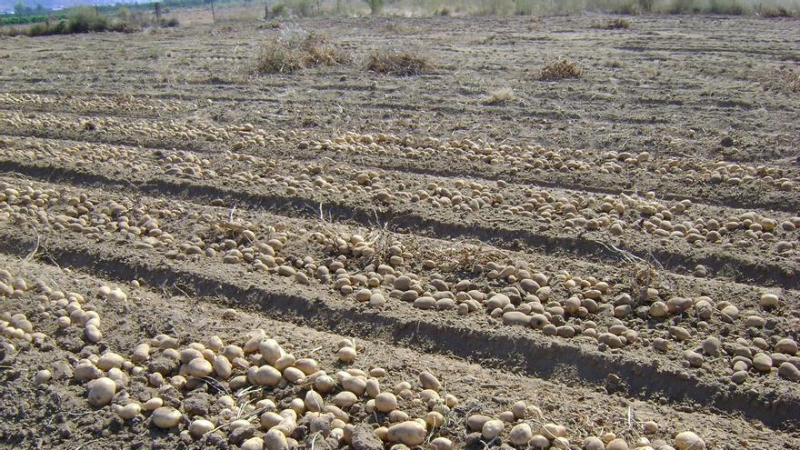 a patata en Galicia se desploma este año un 25 por ciento